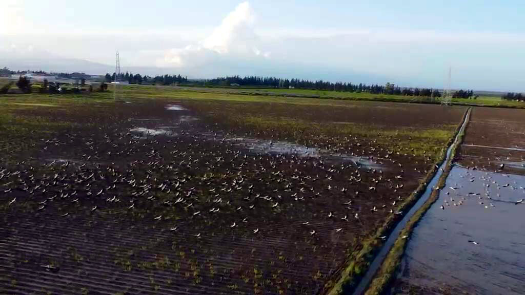 Göç yolundaki Hatay'da mola veren leylekler, sulak alanlar ve gökyüzünü kapladı