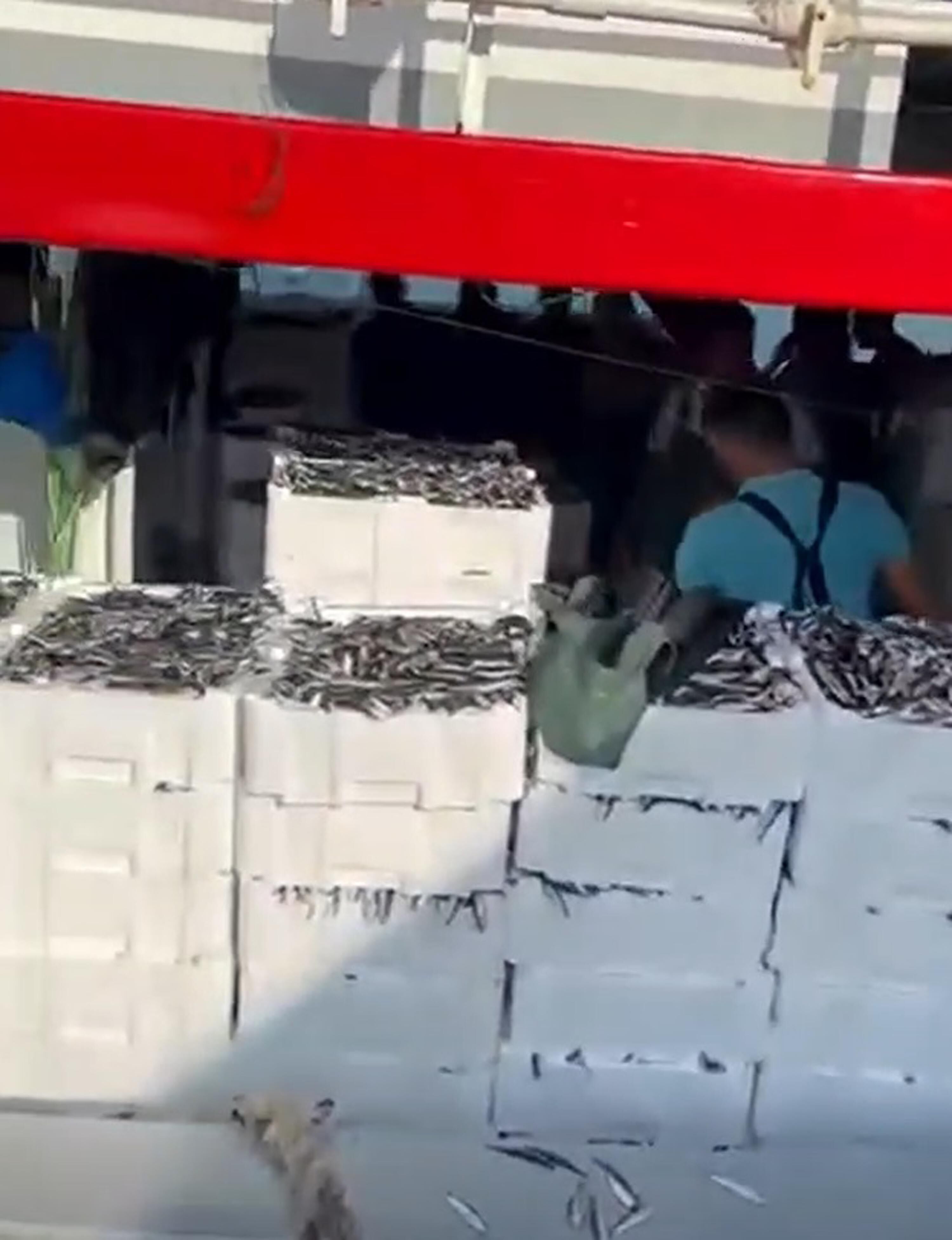 Çanakkale'de balıkçılar 1500 kasa sardalya avladı
