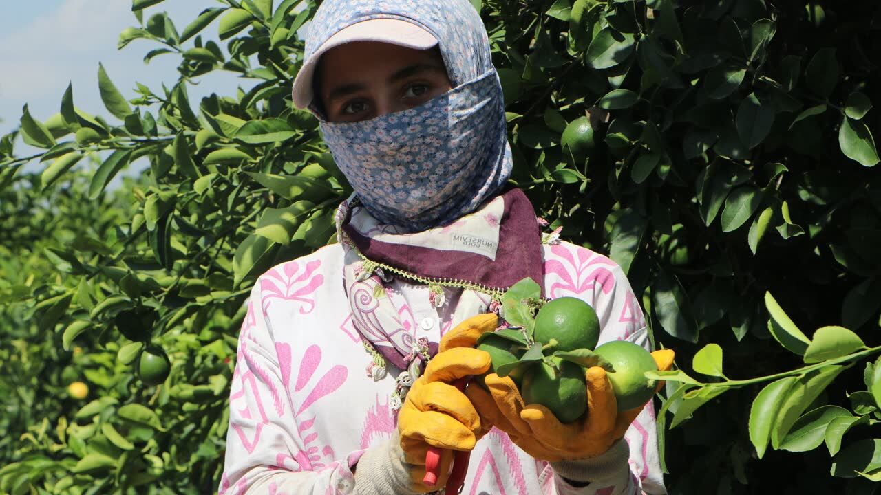 Adana’da yeni sezon Mayer limonun pazara girişi gecikti