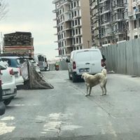 ASAYİŞ