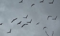 Bereket sembolü kafesteki 277 kelaynak doğaya salındı