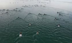 Nazik Gölü'nün buz tabakası çözüldü; yabani ördekler suya döndü