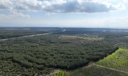 '81 İlde 81 Orman' projesi ilkbahar dikimleriyle devam ediyor