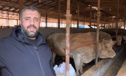 1,1 tonluk kurbanlık boğa 'Paşa', 500 bin TL'den satışa çıkarıldı