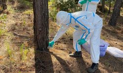 Çam kese böceğine karşı doğaya 'terminatör böcek' salındı