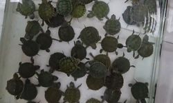 Denizli'deki petshop denetimlerinde 14 papağan ile 150 su kaplumbağasına el konuldu