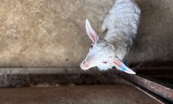 Devlet desteğiyle kurduğu çiftlikte 6 yılda 1300 Ankara keçisine ulaştı