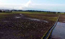 Göç yolundaki Hatay'da mola veren leylekler, sulak alanlar ve gökyüzünü kapladı