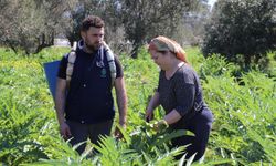 İzmir'de enginar mesaisi