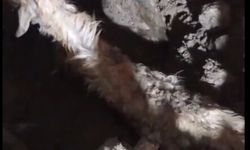 Sağanak nedeniyle çöken ağılda 6 keçi öldü