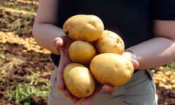 Adana'da patates hasadı; tarlada kilosu 20 TL'ye düştü