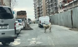Seyrantepe'de motosiklete bağladığı köpeği metrelerce koşturdu: 8 bin 678 lira ceza kesildi