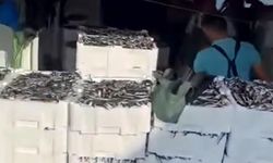 Çanakkale'de balıkçılar 1500 kasa sardalya avladı