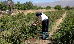 Dondurma yerken tanıştığı aronya bitkisini Erzincan’da üretiyor