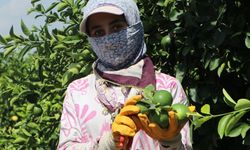 Adana’da yeni sezon Mayer limonun pazara girişi gecikti