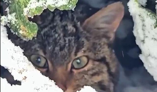 Yaban kedisi fotokapanla görüntülendi