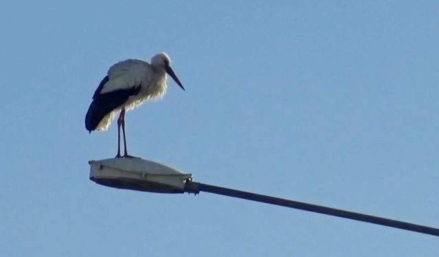 Ardahan'da 'baharın müjdecisi' leylekler erken geldi