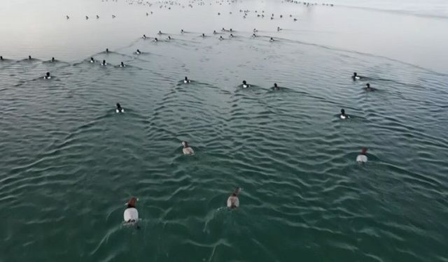 Nazik Gölü'nün buz tabakası çözüldü; yabani ördekler suya döndü