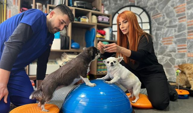 Obeziteye Yakalanan İkiz Köpekler Pilatesle Zayıflıyor