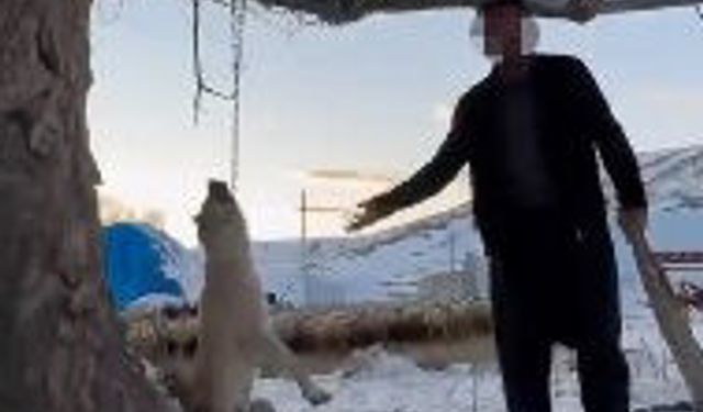 Çok yediğini iddia ettiği köpeğini ağaca asıp öldürdü
