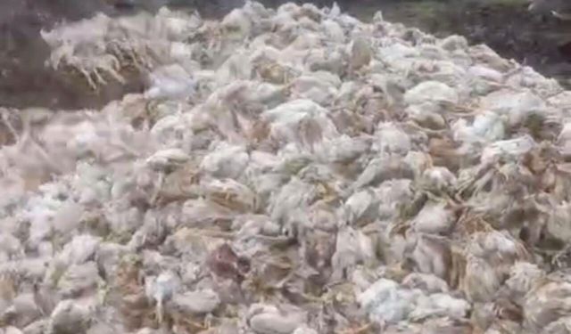 Tarsus'ta ormana çok sayıda tavuk ölüsü atıldı