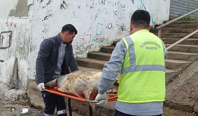 Tekirdağ'da ölü caretta caretta kıyıya vurdu