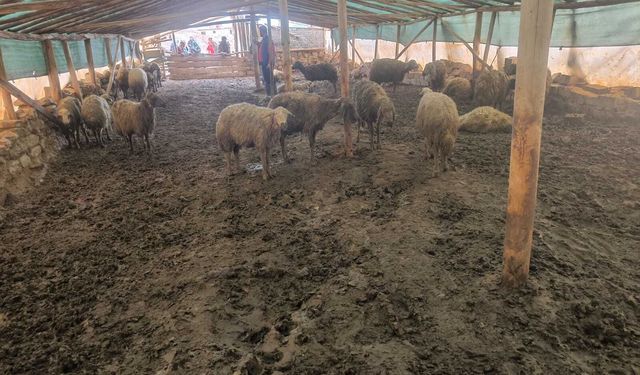 Ağıla giren kurt, 40 koyunu öldürdü
