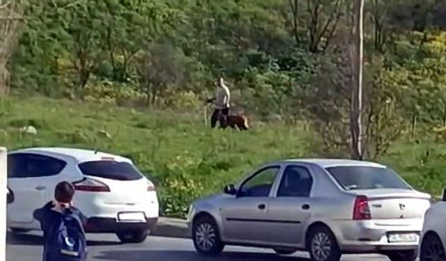 Avcılar'da köpeğine kemerli şiddet uygulayan kişi yakalandı