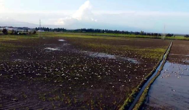 Göç yolundaki Hatay'da mola veren leylekler, sulak alanlar ve gökyüzünü kapladı