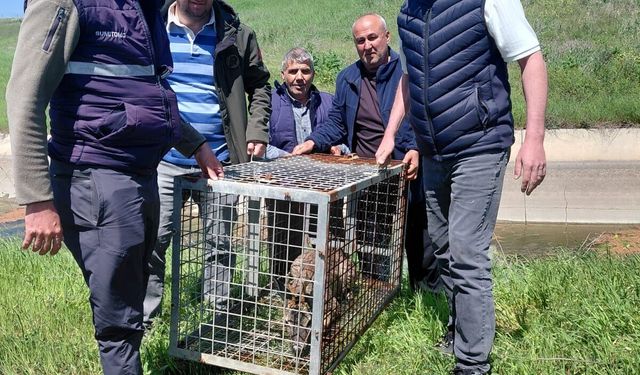 Sulama kanalına düşüp, ağlara dolanan karaca kurtarıldı