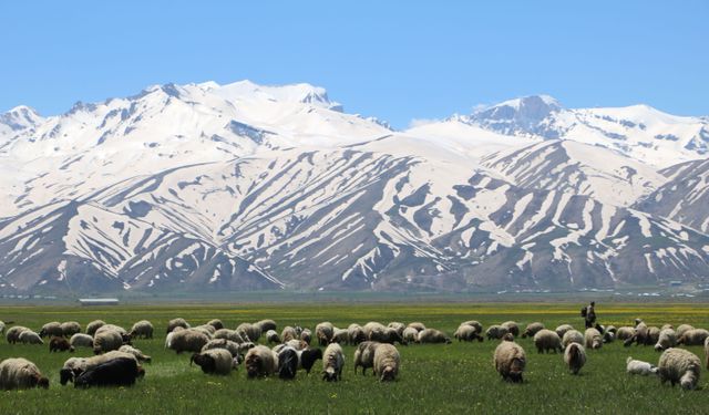 Yüksekova, baharla sarı renge büründü