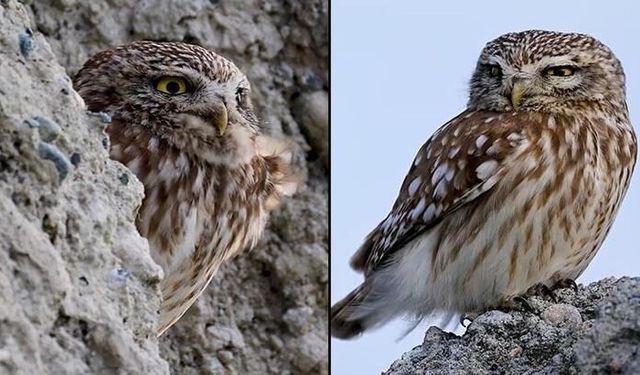 En küçük baykuş türü Kukumav, Erzincan'da görüntülendi