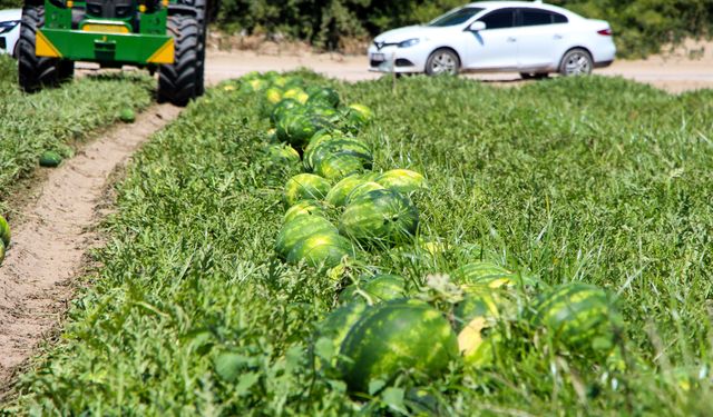 Adana'da karpuz hasadı sürüyor; kilosu 15 TL'ye kadar düştü