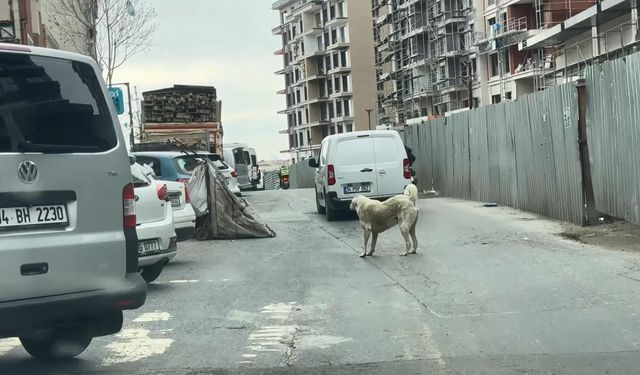 Seyrantepe'de motosiklete bağladığı köpeği metrelerce koşturdu: 8 bin 678 lira ceza kesildi