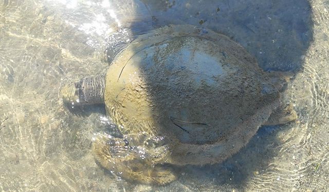 Ayvalık'ta sahilde ölü caretta caretta bulundu