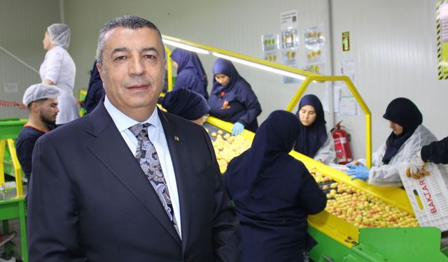 Hasat edilen kayısı Avrupa'ya ihraç ediliyor