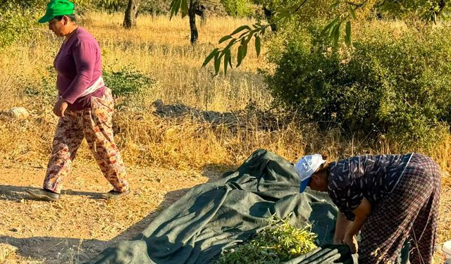 Datça'da badem hasadı başladı