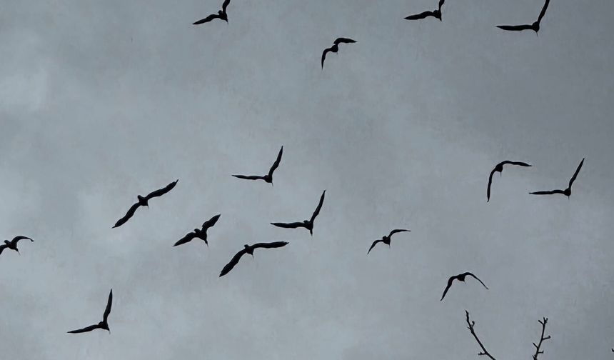 Bereket sembolü kafesteki 277 kelaynak doğaya salındı