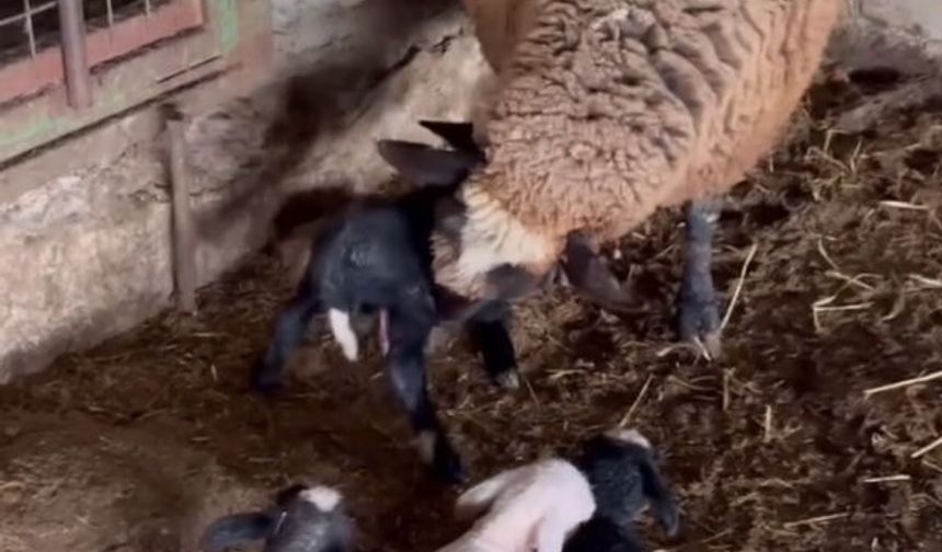 Edirne'de koyun dördüz yavruladı