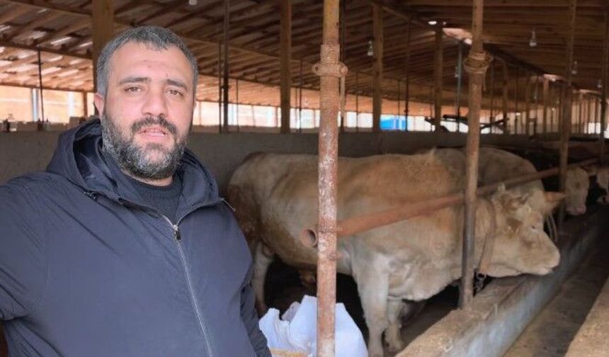 1,1 tonluk kurbanlık boğa 'Paşa', 500 bin TL'den satışa çıkarıldı