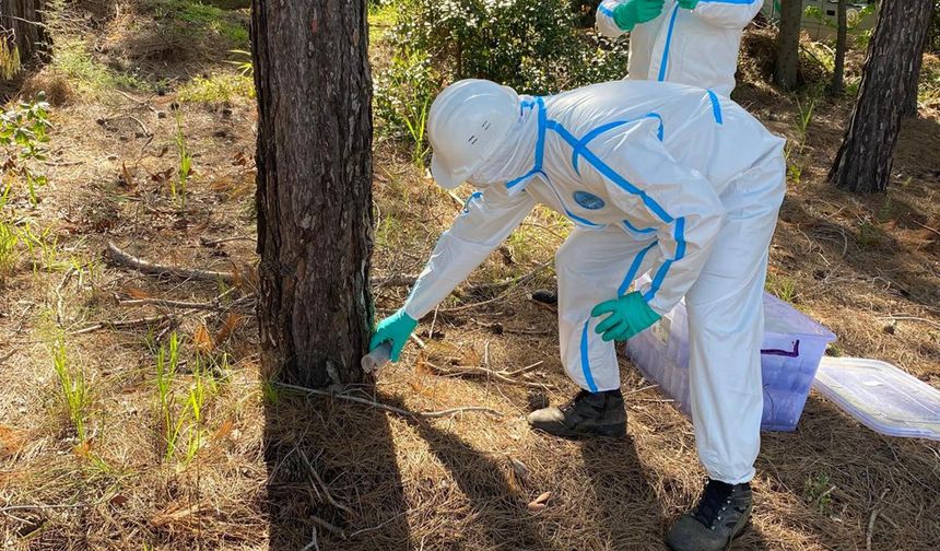 Çam kese böceğine karşı doğaya 'terminatör böcek' salındı