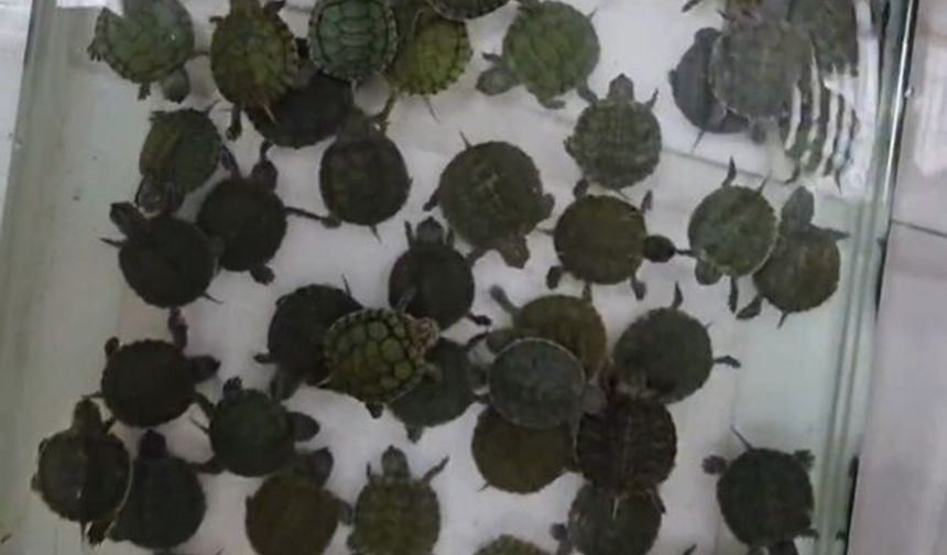 Denizli'deki petshop denetimlerinde 14 papağan ile 150 su kaplumbağasına el konuldu