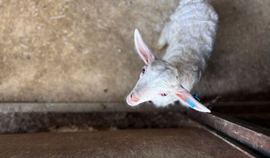Devlet desteğiyle kurduğu çiftlikte 6 yılda 1300 Ankara keçisine ulaştı