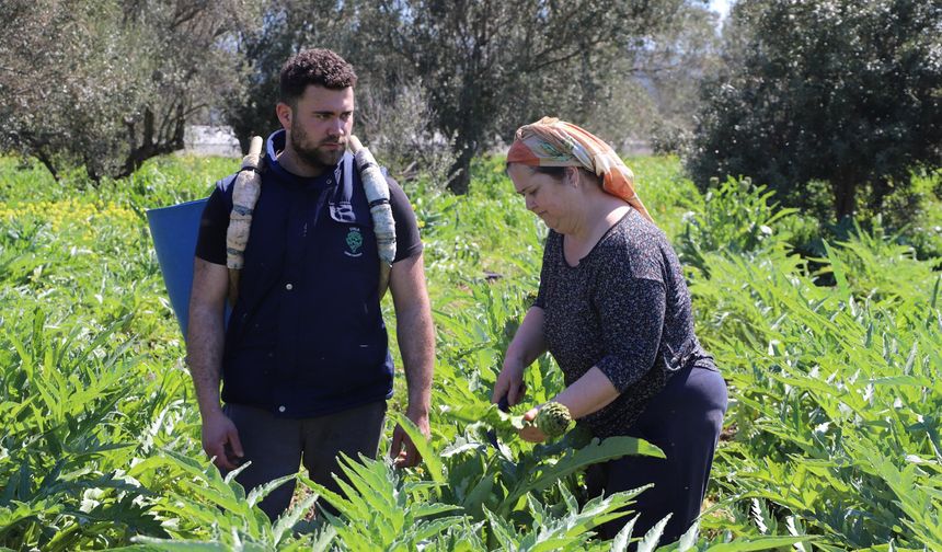 İzmir'de enginar mesaisi