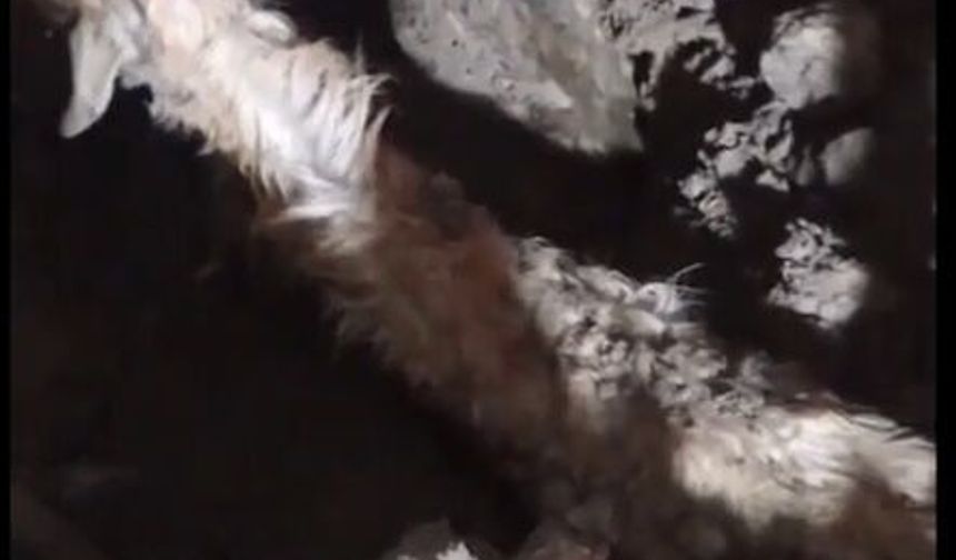 Sağanak nedeniyle çöken ağılda 6 keçi öldü