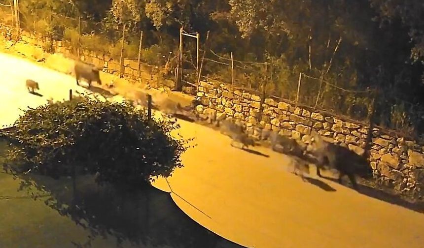 Bursa'da yaban domuzu sürücü şehir merkezine indi