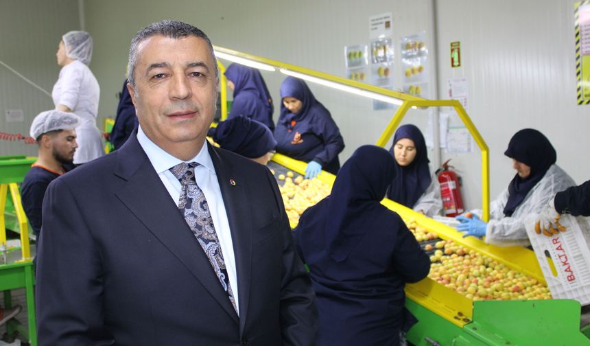 Hasat edilen kayısı Avrupa'ya ihraç ediliyor