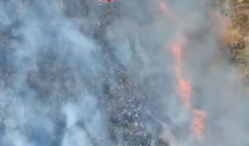 Balıkesir'de orman yangını